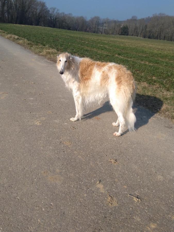 Vully-les-Lacs Swiss Borzoi House B&B 외부 사진