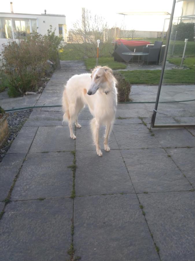 Vully-les-Lacs Swiss Borzoi House B&B 외부 사진