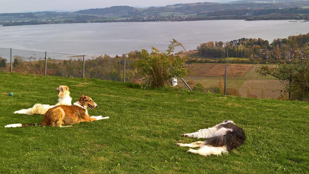 Vully-les-Lacs Swiss Borzoi House B&B 외부 사진