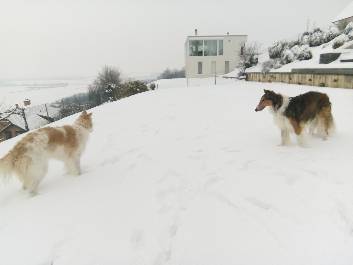 Vully-les-Lacs Swiss Borzoi House B&B 외부 사진