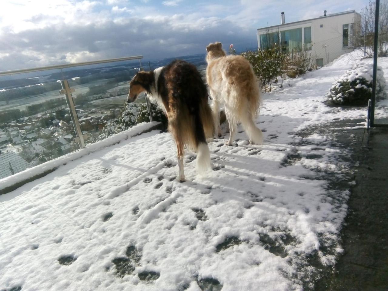 Vully-les-Lacs Swiss Borzoi House B&B 외부 사진