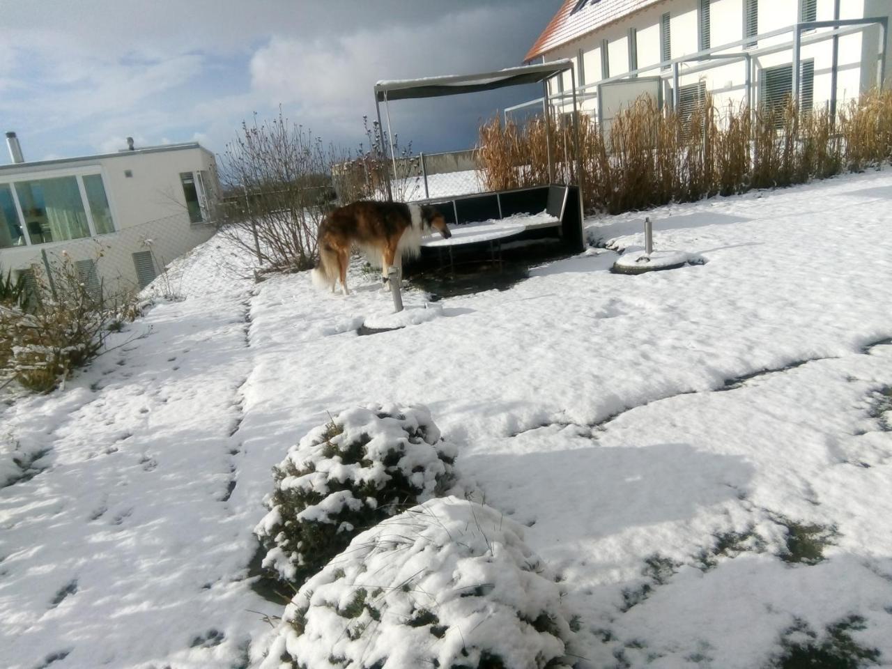 Vully-les-Lacs Swiss Borzoi House B&B 외부 사진